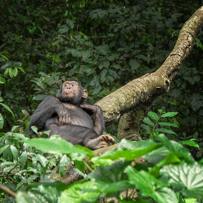 Fotoreise Uganda | zu Besuch bei den Berggorillas