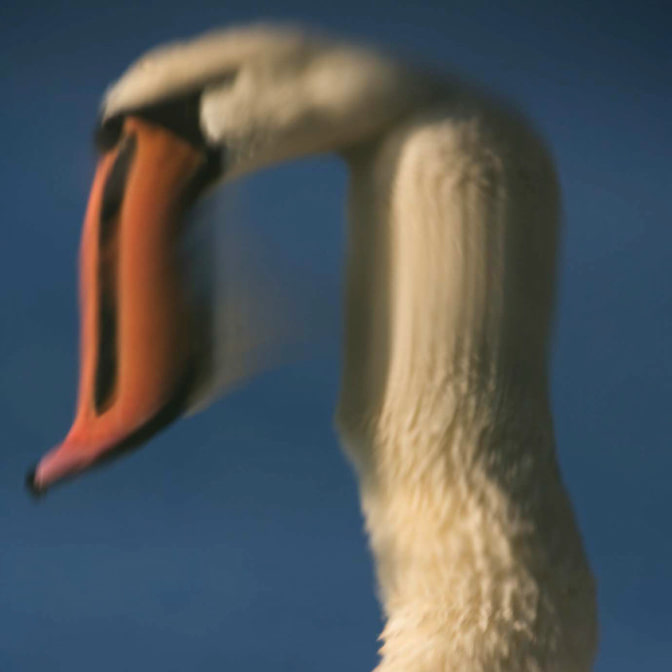 schwan_spiegelung_gedreht_9.jpg