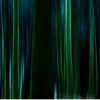 Wald_grüne_Stämme_blurr_5.jpg