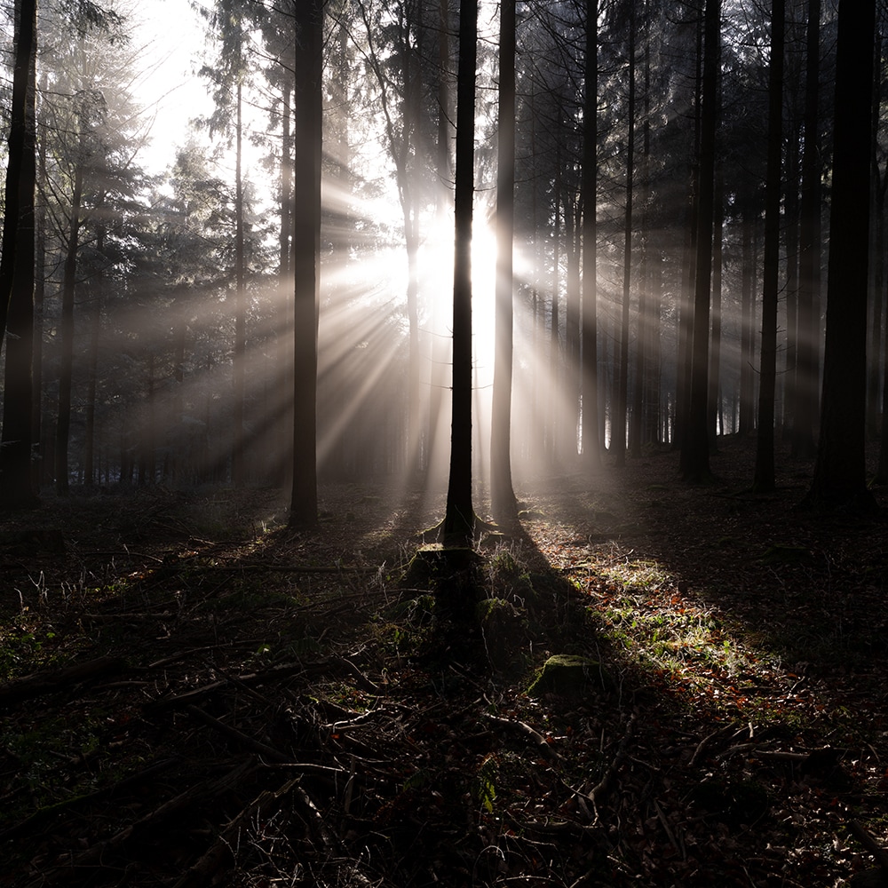 Wald_Sonne_scheint_durch_6.jpg