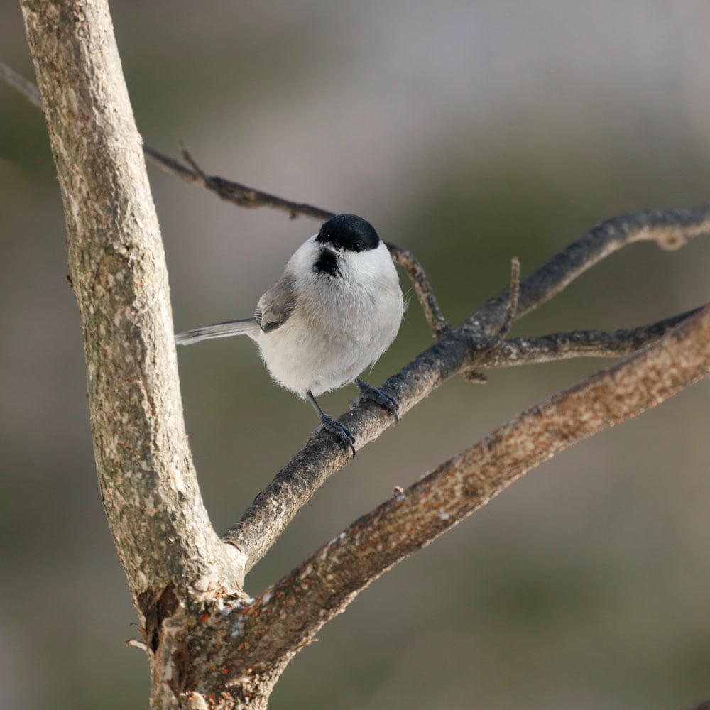 Canon_RF_600mm_06.jpg