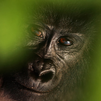 Fotoreise Uganda | zu Besuch bei den Berggorillas