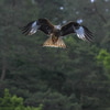 Canon_RF_100-500_07.jpg