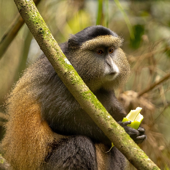 Fotoreise Uganda | zu Besuch bei den Berggorillas