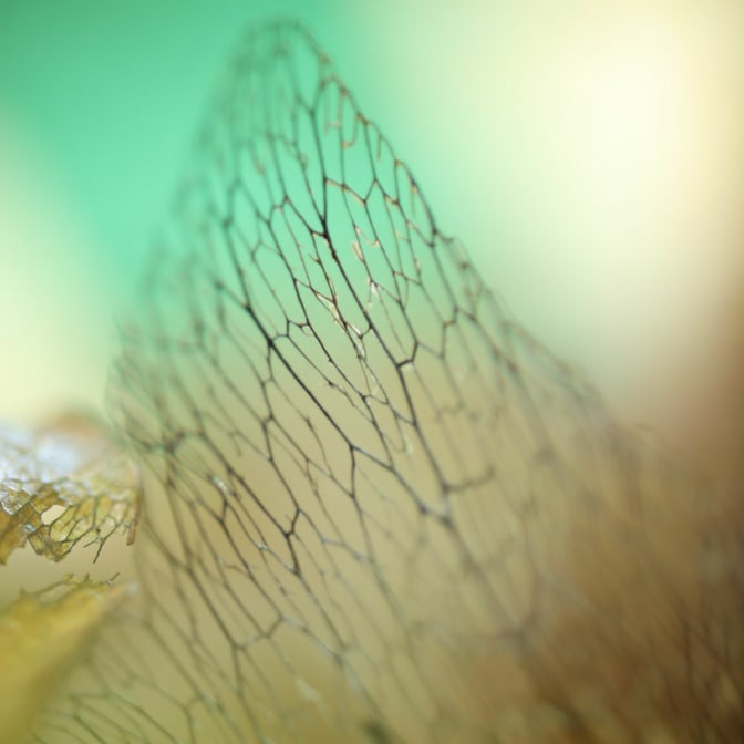 Canon_RF_85mm_Macro_F2_08.jpg
