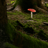 Fliegenpilz_Blitz__2_5.jpg
