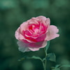 Blumen_-_Pflanzen-16.jpg