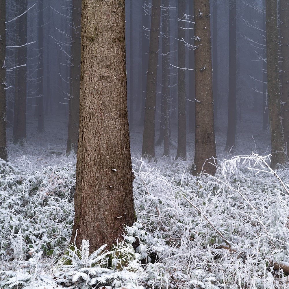Wald_Frienisberg-12.jpg