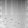 Dub-Glitch-BW-200-135-36-002.jpg