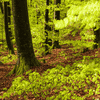 Wald_Frühling_Mehrfachbelichtung_2_1.jpg