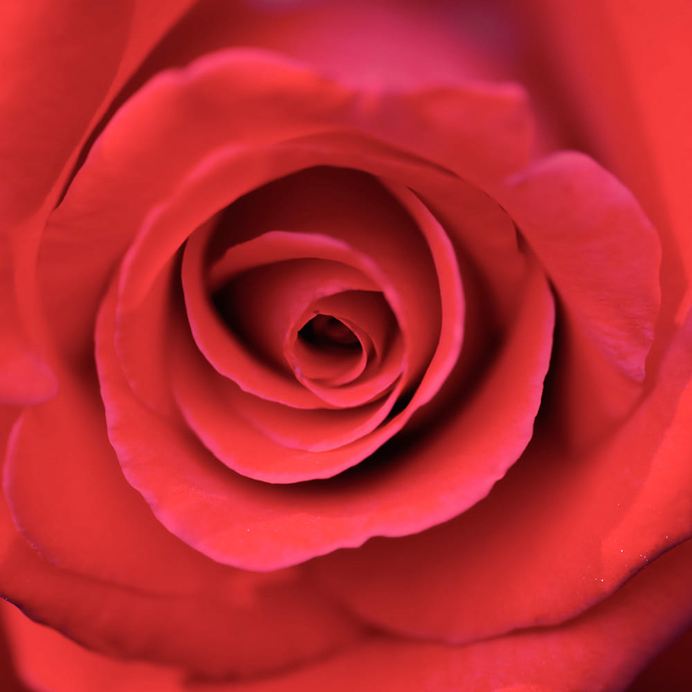 rose_3.jpg