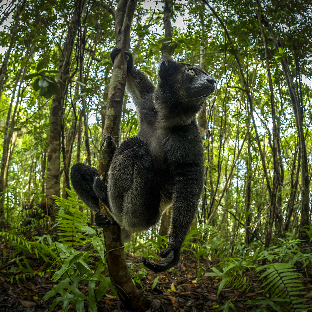Fotoreise Madagaskar | Insel der Vielfalt - AUSGEBUCHT!