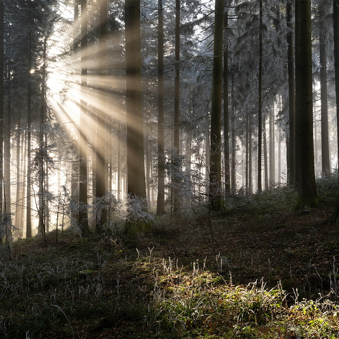 Wald_Frienisberg-25_1.jpg