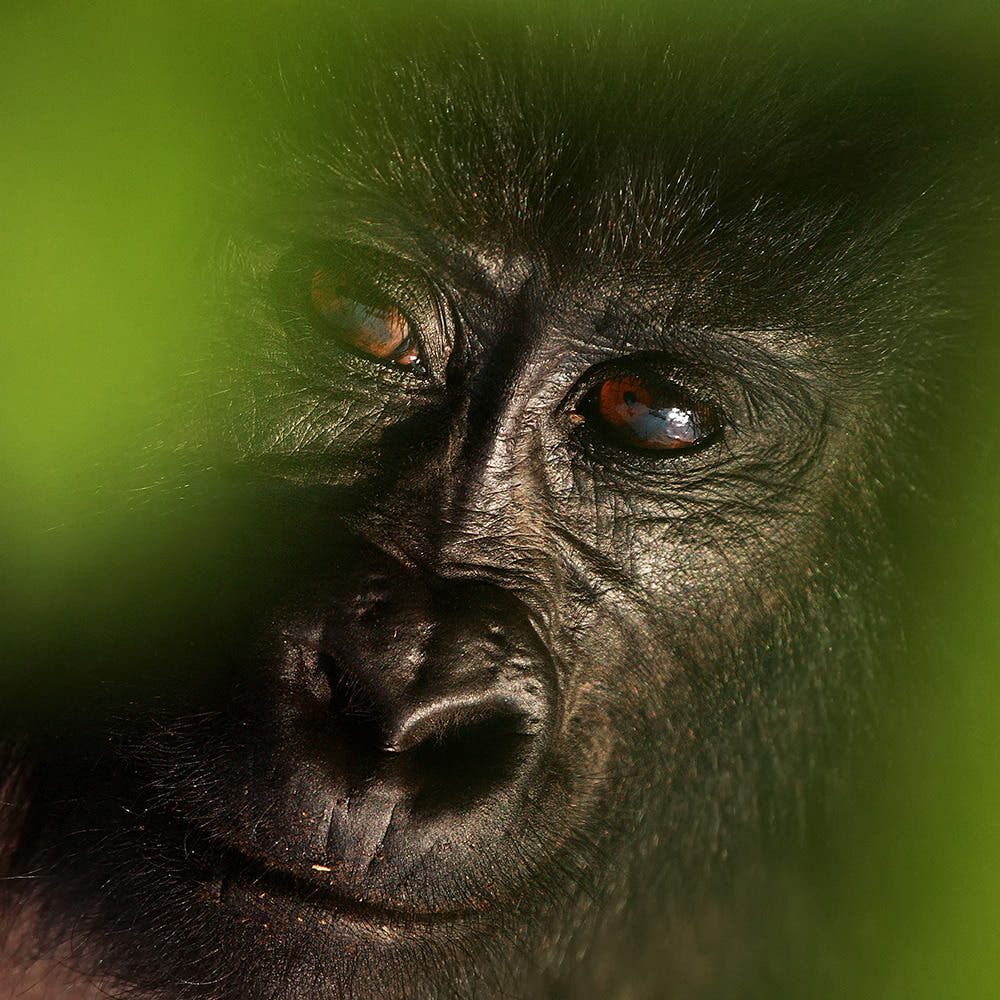 Fotoreise Uganda | zu Besuch bei den Berggorillas