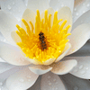 Schwebfliege_Seerose_4.jpg