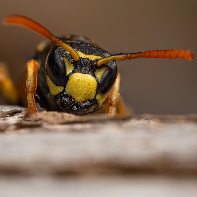 Focusstack_Wespenkopf_7.jpg