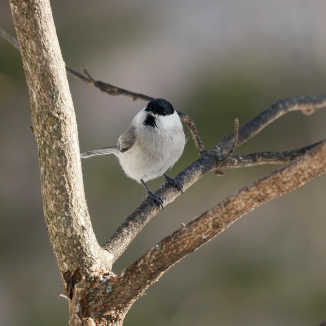 Canon_RF_600mm_06.jpg