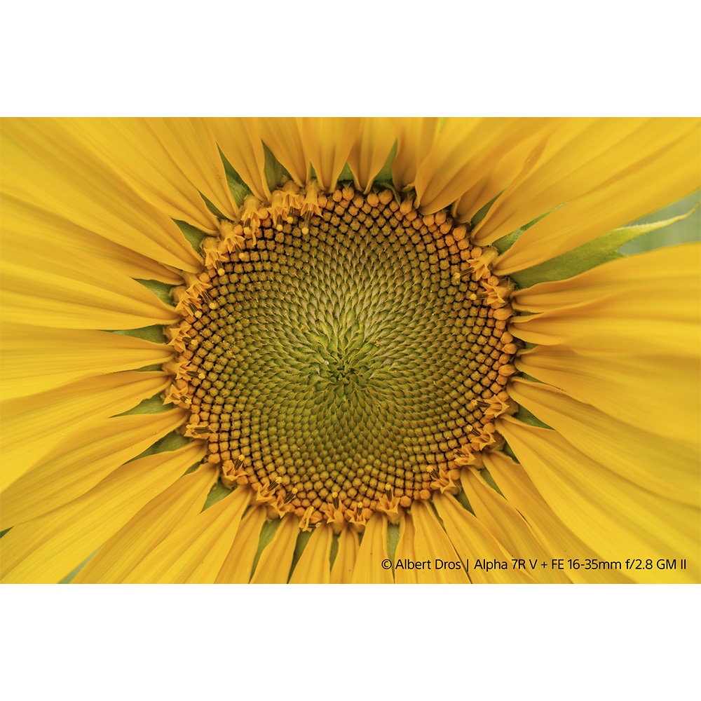 SEL1635GM2-5.jpg