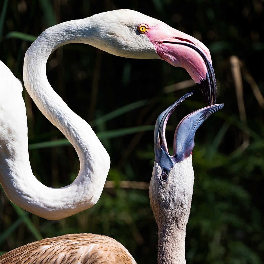 Tierfotografie | Tageskurs