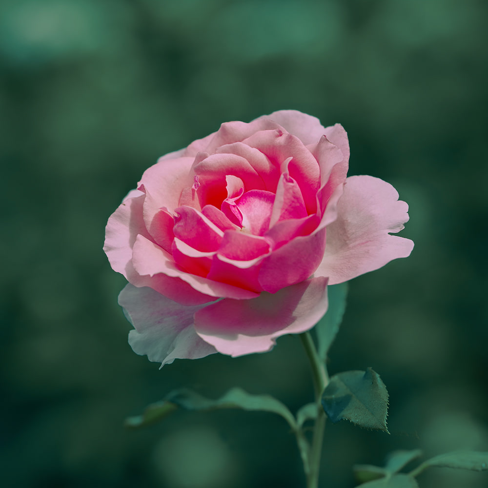 Blumen_-_Pflanzen-16_3.jpg