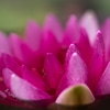 Blumen_-_Pflanzen-19_3.jpg