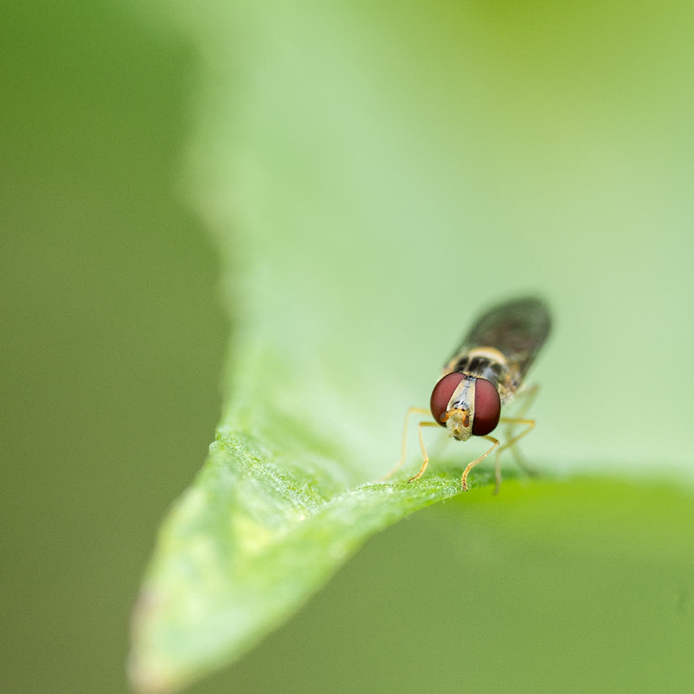 fliege_auf_blatt_7.jpg