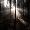 Wald_Sonne_scheint_durch_9.jpg