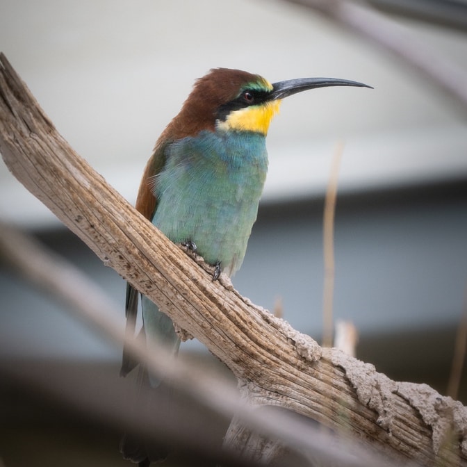 Tierfotografie | Tageskurs