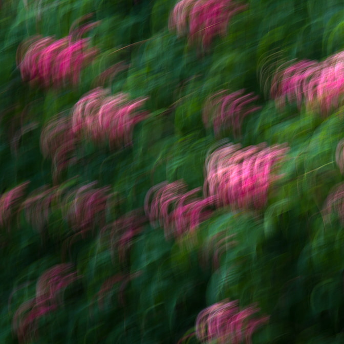 icm_pflanzen_3.jpg