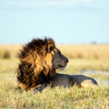 Fotoreise in die Serengeti | Die Big 5 in atemberaubender Natur