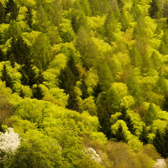 Wald_Frühling_mehrfachbelichtung_1.jpg