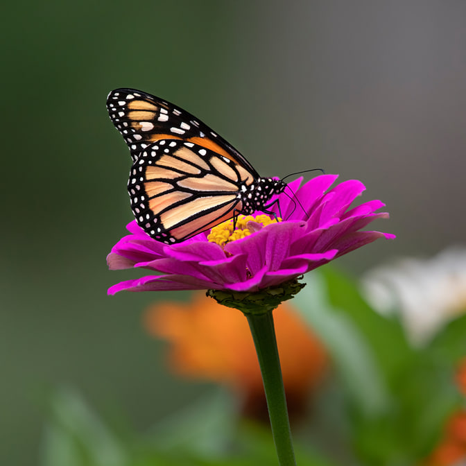 Sony-Papiliorama-Workshop-Titel.jpg