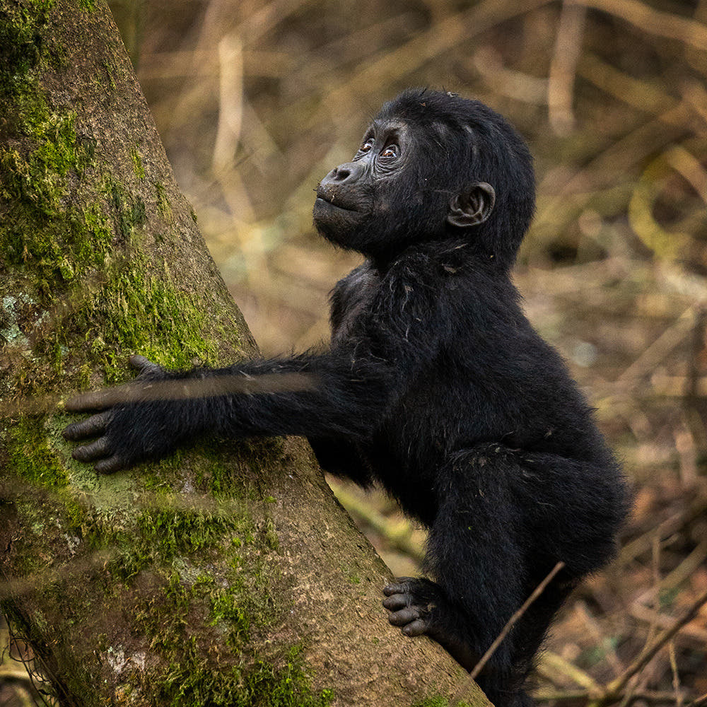 Fotoreise Uganda | zu Besuch bei den Berggorillas