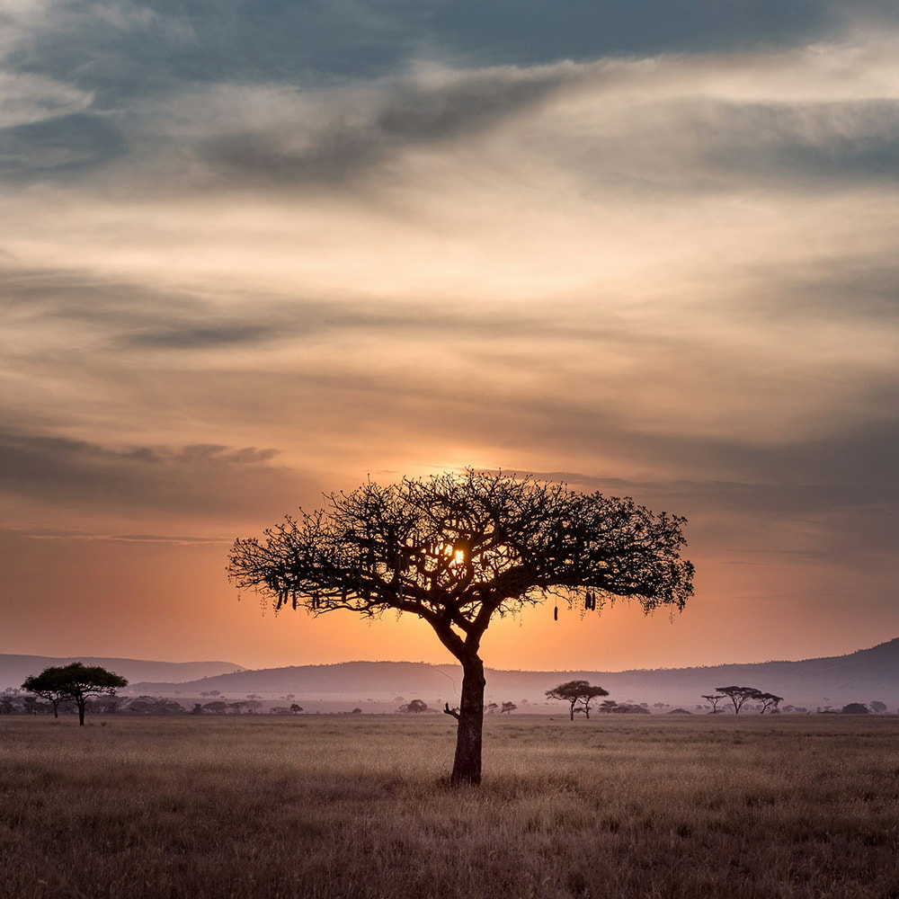 Fotoreise in die Serengeti | Die Big 5 in atemberaubender Natur