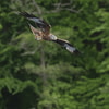 Canon_RF_100-500_08.jpg