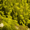 Wald_Frühling_mehrfachbelichtung_1.jpg