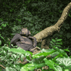 Fotoreise Uganda | zu Besuch bei den Berggorillas