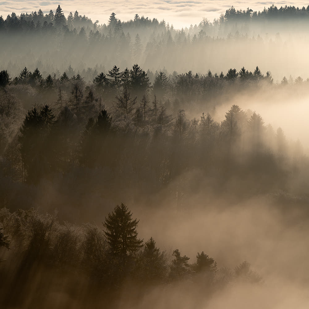 Wald_gegenlicht_von_oben_5.jpg