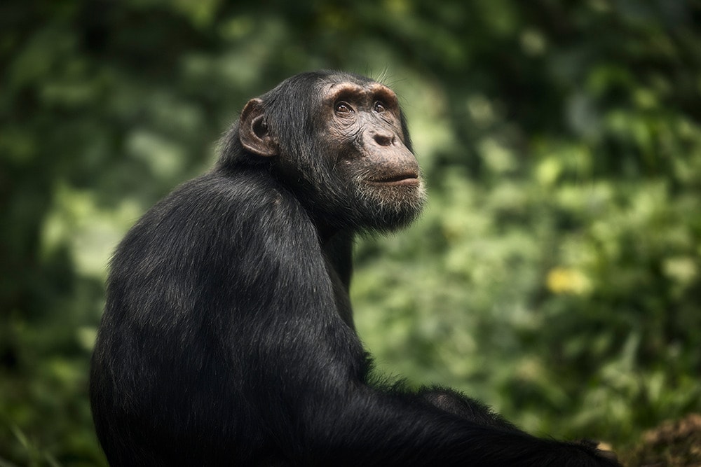 Fotoreise Uganda | zu Besuch bei den Berggorillas - AUSGEBUCHT!