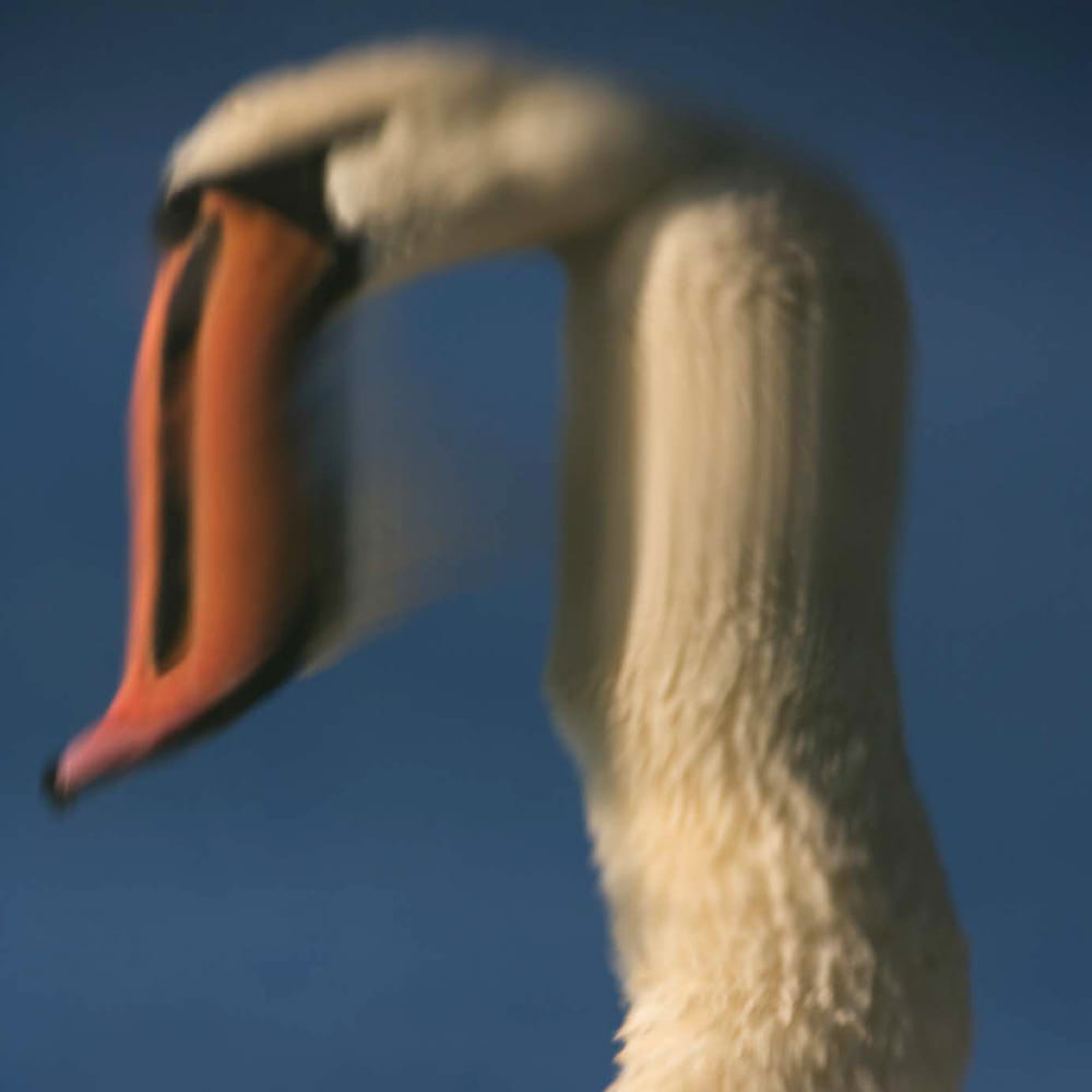 schwan_spiegelung_gedreht_6.jpg
