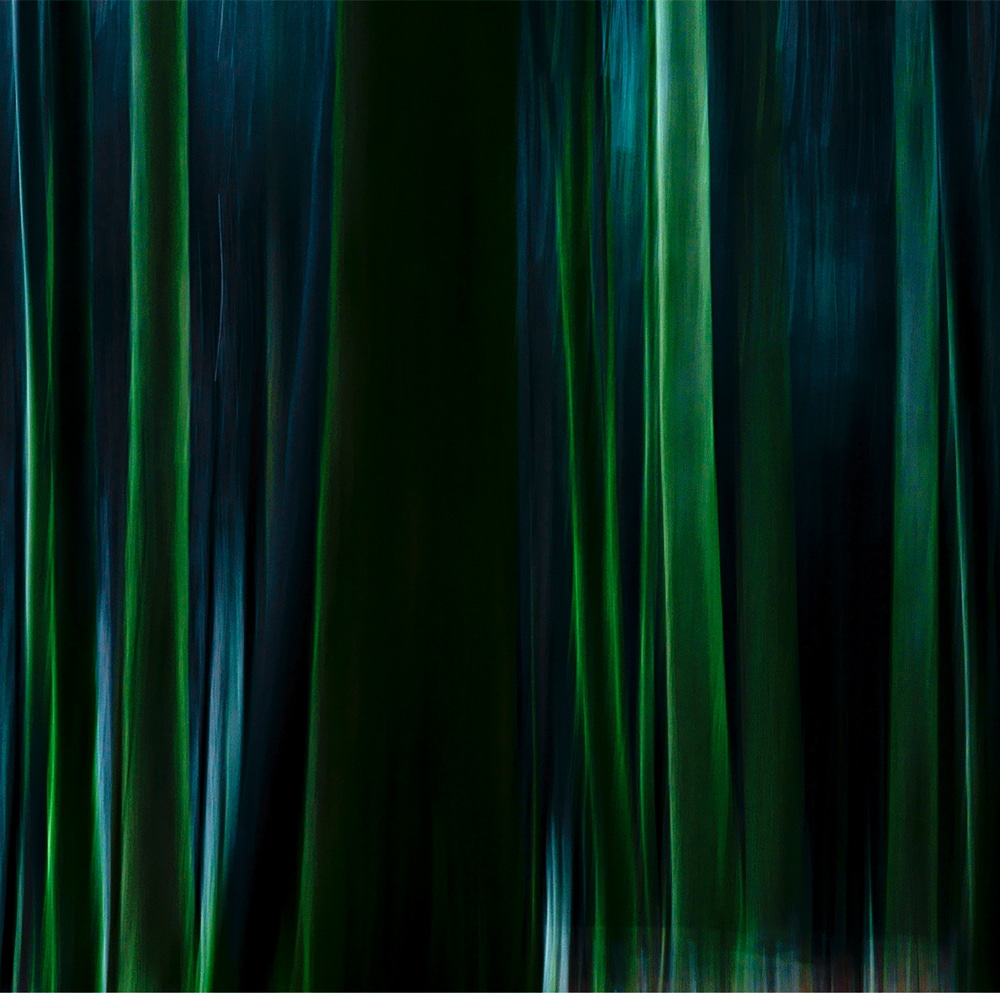 Wald_grüne_Stämme_blurr_5.jpg