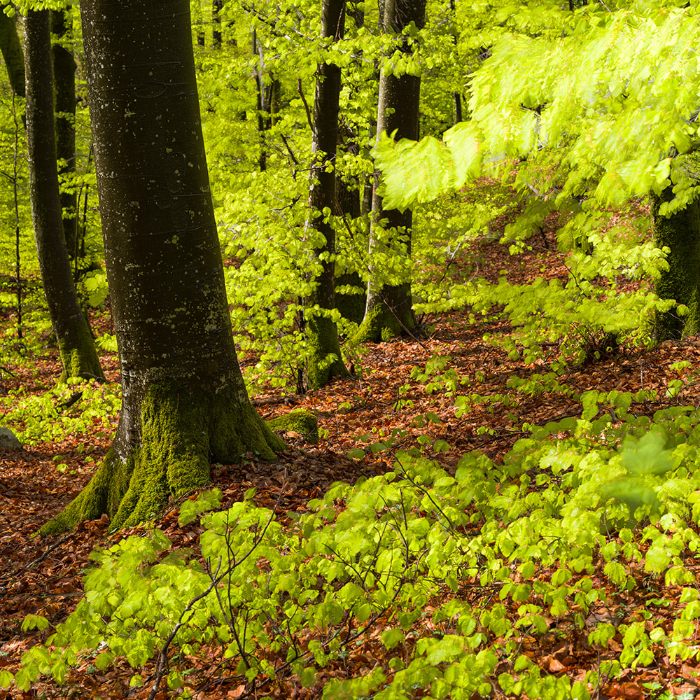 Wald_Frühling_Mehrfachbelichtung_2_1.jpg