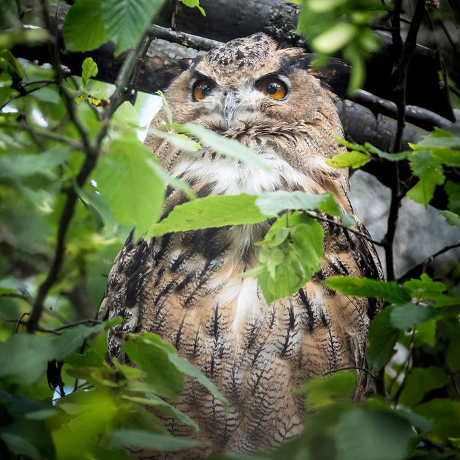 Tierfotografie | Tageskurs