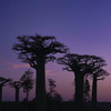 Fotoreise Madagaskar | Insel der Vielfalt - AUSGEBUCHT!