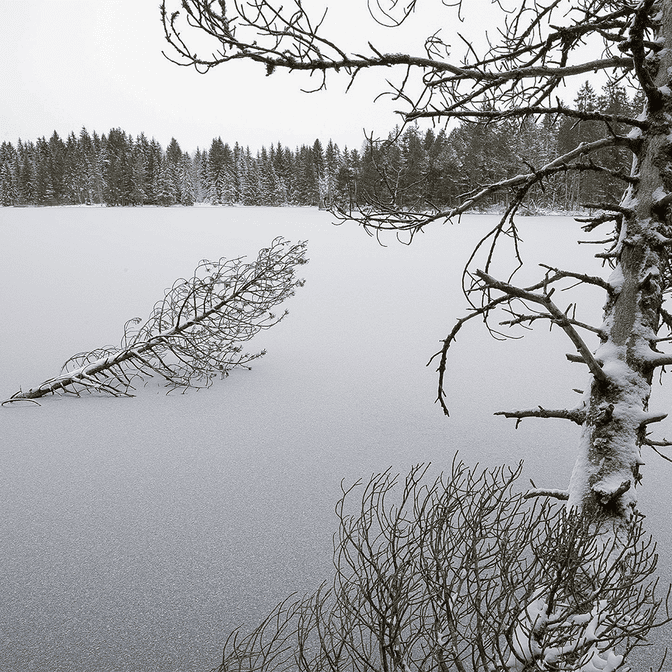 Etang_de_Gruere-2_1.jpg