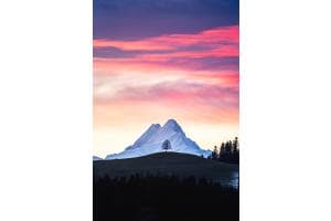 Baum vor Schreckhorn