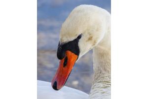 Schwanenportrait