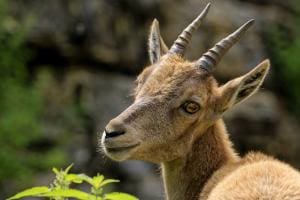 Junger Steinbock