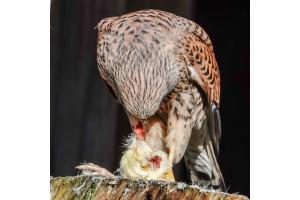 Turmfalke in Aktion