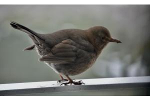Amselweibchen